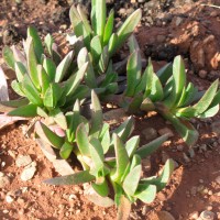 Hottentot Fig